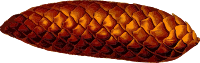 Pine cone (detailed)