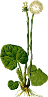Coltsfoot (detailed)