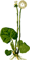 Coltsfoot (low resolution)