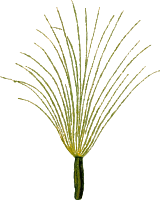 Coltsfoot seed (detailed)