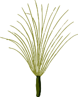 Coltsfoot seed (low resolution)