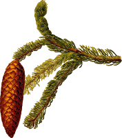Common spruce (detailed)