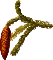 Common spruce (low resolution)