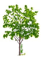 tree2 coloured