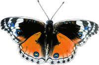 Butterfly 3