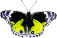 Butterfly 4