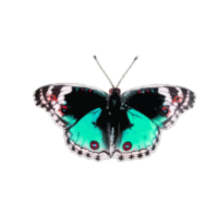 Butterfly 5