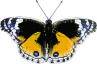 Butterfly 7
