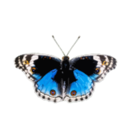 Butterfly 8