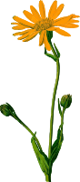 Arnica (detailed)
