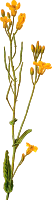 Rapeseed (detailed)