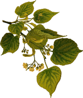Lime tree (detailed)