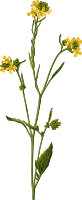 Black mustard (detailed)