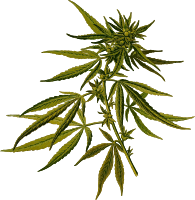 Cannabis (detailed) 