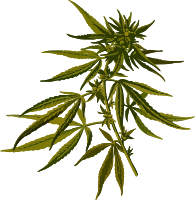 Cannabis (low resolution)
