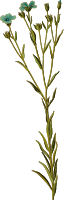 Linseed (detailed)