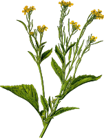 Mustard greens (detailed)