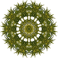 Plant design 31