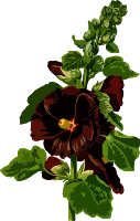 Hollyhock (low resolution)
