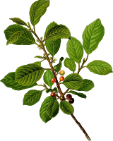 Alder buckthorn (detailed)