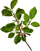 Alder buckthorn (low resolution)