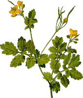 Greater celandine (detailed)