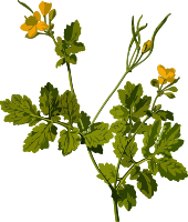 Greater celandine (low resolution)