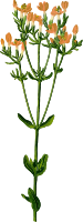 Common centaury (detailed)