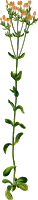 Common centaury (big, detailed)