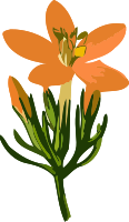 Common centaury flower (low resolution)