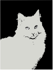 Gato Azul - Blue Cat