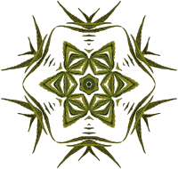 Plant design 41