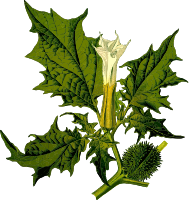 Devil's snare (detailed)