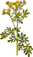 Common rue (detailed)