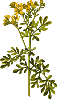 Common rue (low resolution)