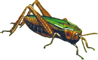 Common green grasshopper (isolated)
