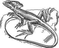 basilisk