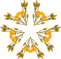 Plant design 46