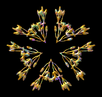 Plant design 50