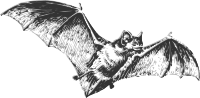 bat