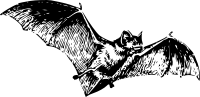 bat