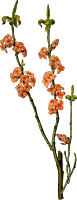 February Daphne (detailed)
