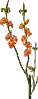 February daphne (low resolution)