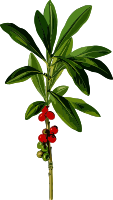 February daphne (low resolution)
