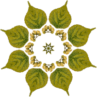 Plant design 66