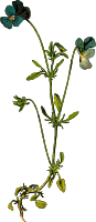 Heartsease (detailed)