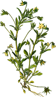 Heartsease 2 (detailed)