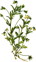 Heartsease 2 (low resolution)