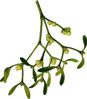 Mistletoe (low resolution)