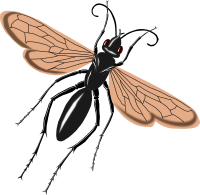 tarantual hawk wasp